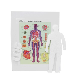 Maqueta La Principal Sistema Nervioso Office Depot Mexico